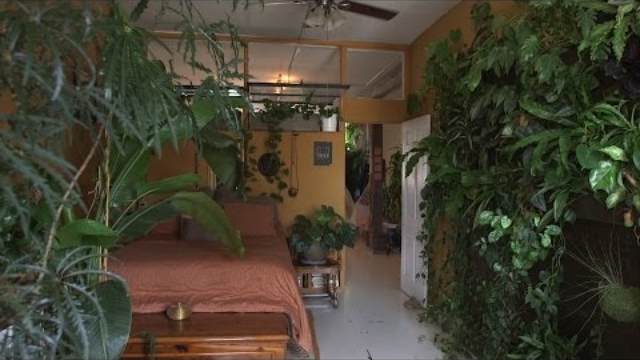500plants in a house